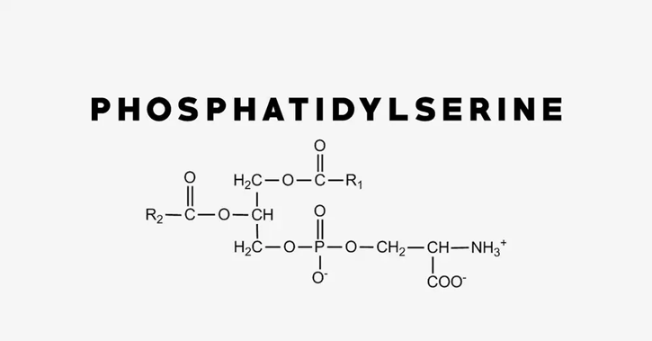 Phosphatidylserine