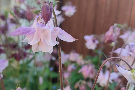 What Have the Birds Dumped in Your Garden? The Surprising Benefits of Wildflowers